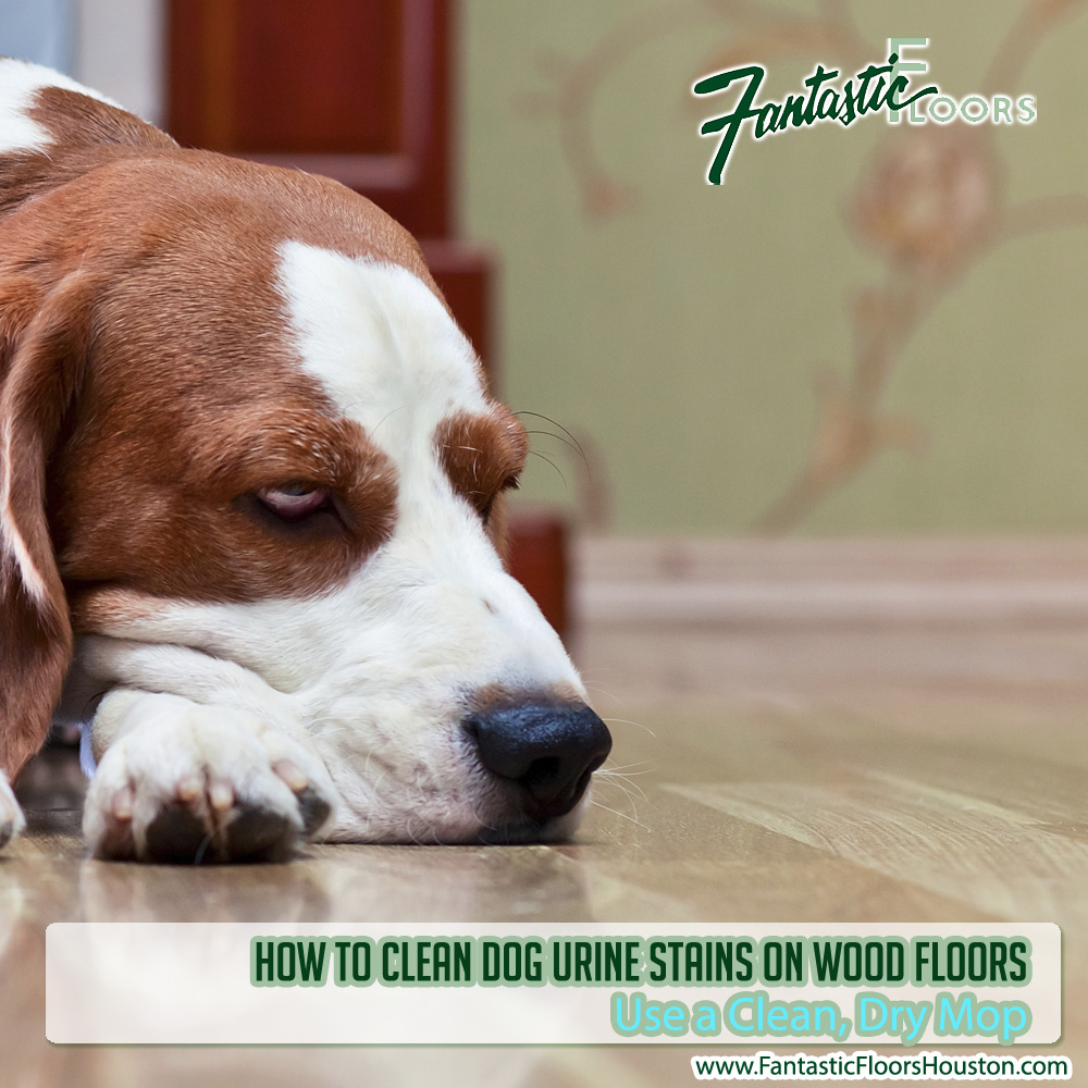 Fantastic Floors Inc How To Clean Dog Urine Stains On Wood Floors
