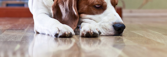 Fantastic Floors Inc How To Clean Dog Urine Stains On Wood Floors