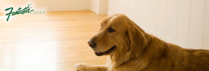 Fantastic Floors Inc Best Pet Friendly Flooring Options Guide