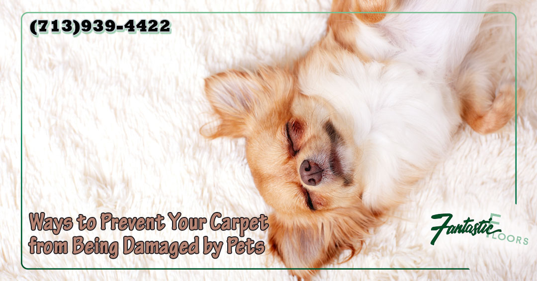 18 Carpet Cleaning in Houston